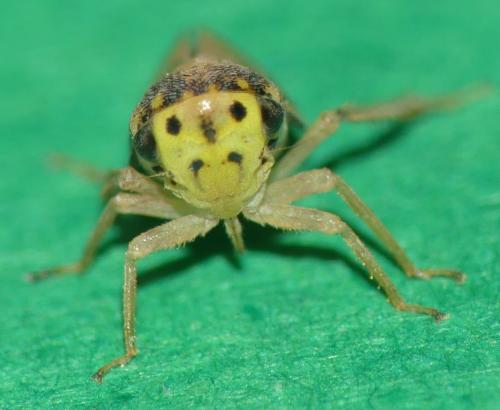 Macropsis sp.